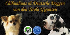 thumbnail_HolzerLogo